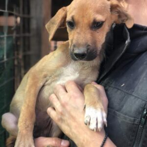 PURAX - reserviert JW - vermittelt