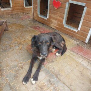 EMELIO - vermisst 11/24