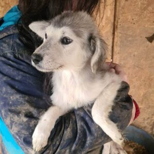 CUÁNIA - hustet bereits - auf Pflegestelle in PLZ 76 *vermittelt*