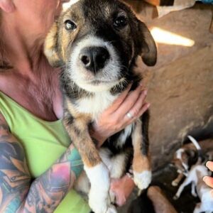 HENJA - vermittelt MD