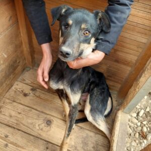 JANNIK (♂) – vermisst 11/24