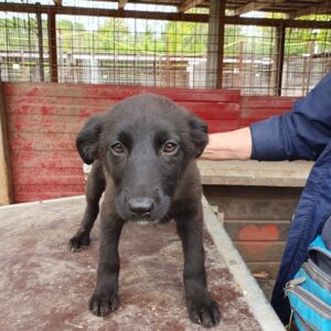 ROJANA - ausgereist zum TST Rösrath