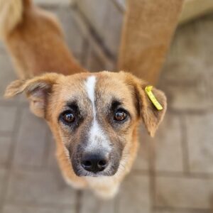 PEDRO - auf PDR PS im PLZ Bezirk 04 - vermittelt