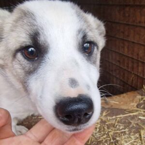 MERICA - reserviert PVA - vermittelt