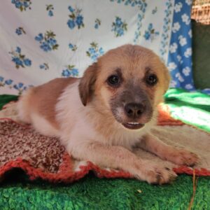 JOANNA - reserviert TST Rösrath vermittelt