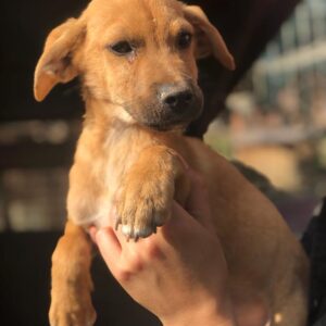 SUMO - vor Ort adoptiert (10/2022)