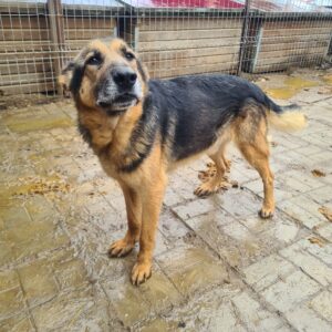 TIO (♂) - vermisst 11/24