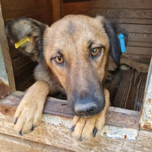 MALEA - ausgereist zum TH Filderstadt