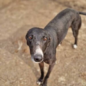 SAMANTHA - vermittelt Anna