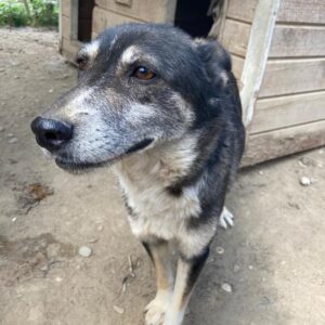 LIJANA - reserviert Tierhilfe Lebenswert DR (11.08.) - vermittelt