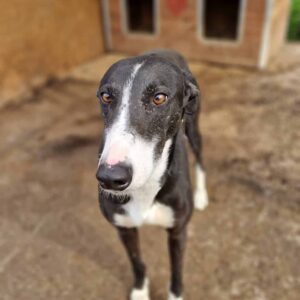 AKECHETA - vermittelt Anna