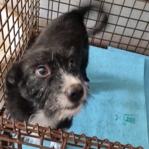 LUC - reserviert TH Wannigsmühle vermittelt