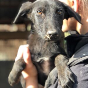 FEYRU - auf Pflegestelle in PLZ 3 *vermittelt*