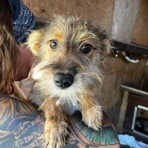 SIERA - vermittelt MD