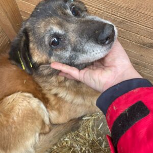 TANO - sehr dünner, resignierter Opa - reserviert NH - vermittelt