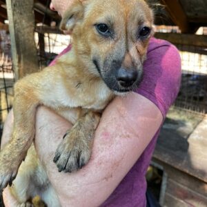 LEONI - ausgereist zu PVA