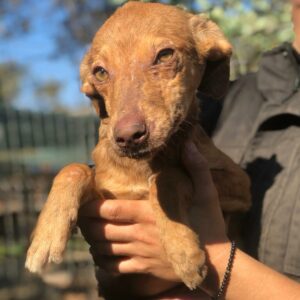 KARAMELL - reserviert TH Koblenz - vermittelt