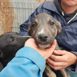 JASHA - vermisst 12/24