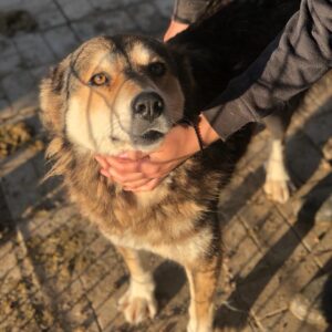 TOFFEE - reserviert TST Rösrath - vermittelt