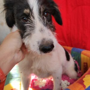 TANEA – auf Pflegestelle in PLZ 99 - vermittelt