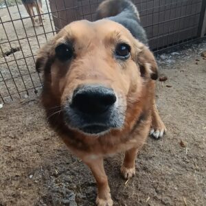 KIRILL - vermittelt Betty