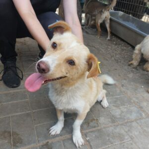 FYNN - reserviert TINO - vermittelt