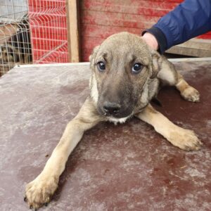 MIENTJE - vermittelt MD