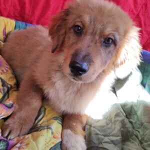 ANGELO – reserviert TH Gifhorn (19.09.) vermittelt