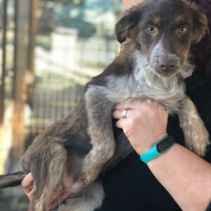 MINNA - auf Pflegestelle in PLZ 5 *vermittelt*