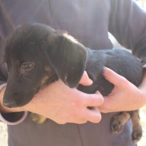 CAMMY - sollte zeitnah ausreisen - reserviert TH Wannigsmühle vermittelt