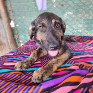 SPEKULATIUS - auf Pflegestelle in PLZ 84 *vermittelt*