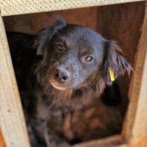 MARRON - ausgereist zu Vierbeiner in Not