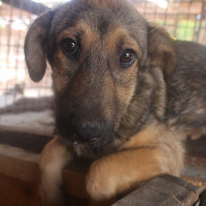 ELSI - resigniert und schüchtern - reserviert NadineH vermittelt