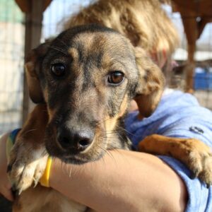 BJARNE - sollte zeitnah ausreisen - reserviert AR - vermittelt