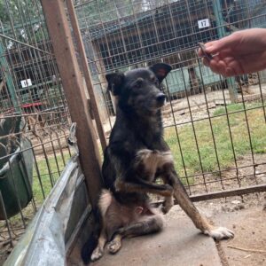 MORRIE - Notfall - kann vorne rechts und hinten links nicht auftreten - reserviert Mihaela - vermittelt