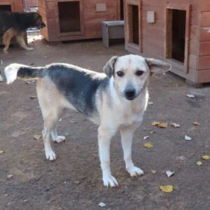 AZADI - reserviert für Tierhilfe Lebenswert vermittelt