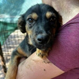 HAYDEE - ausgereist zum TH Lingen