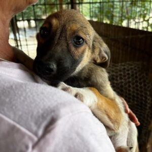 LEVCHEN - kommt nicht gut zurecht - ausgereist zum TST Rösrath