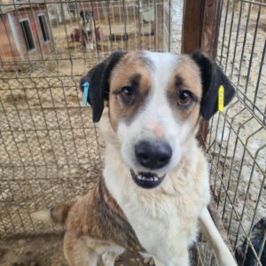 MALIA - reserviert für Tierhilfe Lebenswert - vermittelt