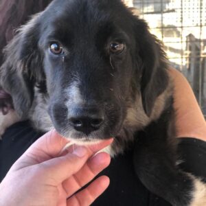 NAYELA - reserviert NadineH vermittelt