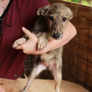 TIGRESS - reserviert PVA vermittelt