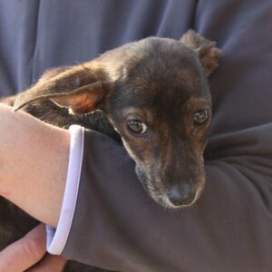 LOOPY - reserviert Betty vermittelt