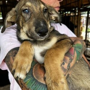 NELIO - ausgereist zur Hundescheune Fläming