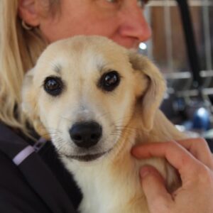 LOANA - ausgereist MD - vermittelt