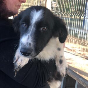 AMKA - vermisst 04/2023