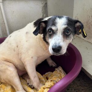 QUEENIA - gehbehinderte Omi - auf PDR PS als Gnadenplatzhund