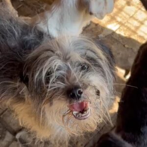 PIKKO - Notfall - komplett verfilzt, super dünn - vermittelt Manuela