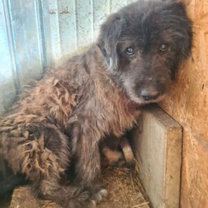 HENRI - überforderter Senior - ausgereist - auf PDR PS