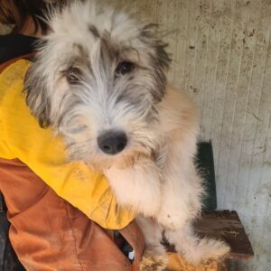 ELVIS - vermittelt JW