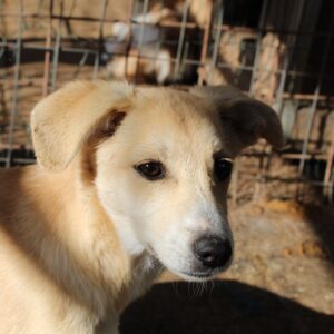 PIRI - sollte zeitnah ausreisen - reserviert Tierhilfe Lebenswert DR 26.02. - vermittelt